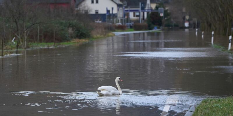 Ein Schwan auf einer überfluteten Bundesstraße in Rheinland-Pfalz. - Foto: Thomas Frey/dpa