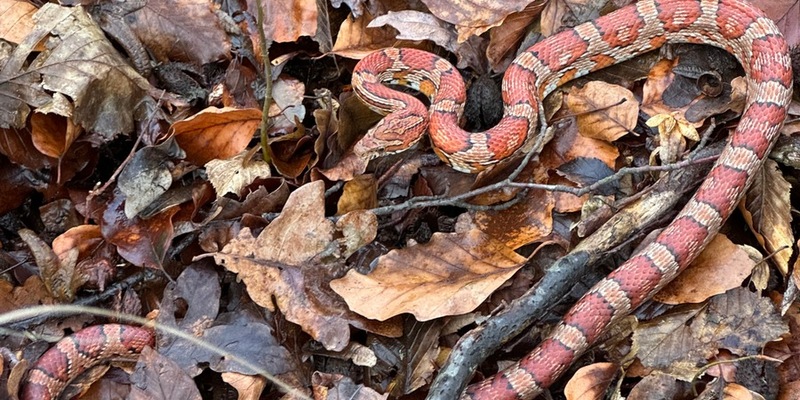 POL-SZ: Pressemitteilung der Polizeiinspektion SZ/PE/WF vom 04.01.2024. - Foto: presseportal.de