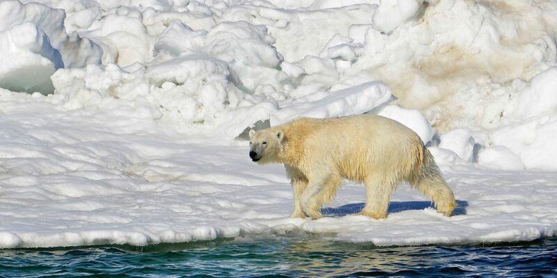 Ein Eisbär hat sich zum ersten Mal mit dem Vogelgrippe-Virus infiziert.(Archivbild) - Foto: Brian Battaile/U.S. Geological Survey/AP/dpa