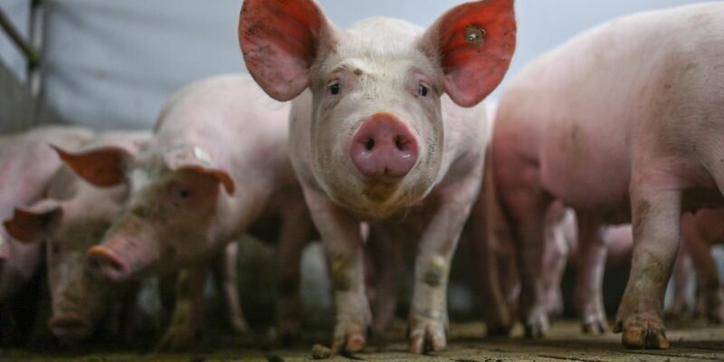 Ab 1. Februar gelten in den Kühltheken erweiterte Pflichtangaben zur Herkunft von Fleischwaren. - Foto: Lars Klemmer/dpa