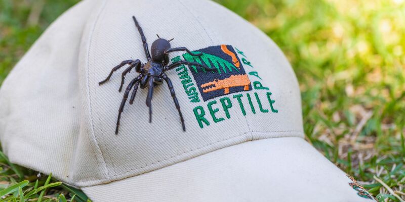 Die auf den Namen Herkules getaufte Spinne ist von Beinspitze zu Beinspitze 7,9 Zentimeter lang. - Foto: Caitlin Vine/Australian Reptile Park/AP/dpa