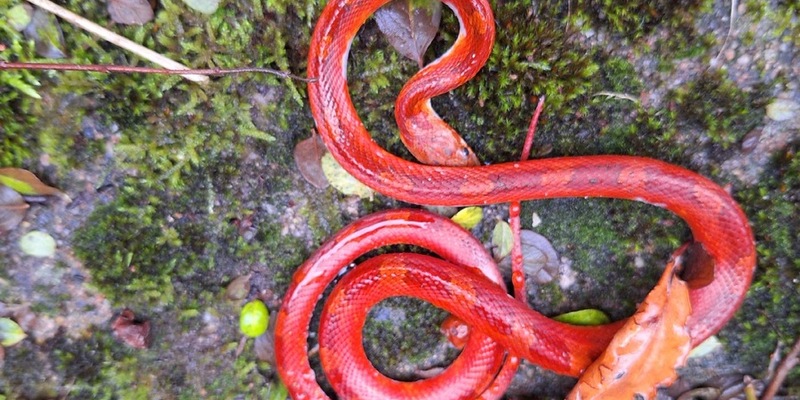 POL-HK: Bad Fallingbostel: Schlange im Keller - Foto: presseportal.de