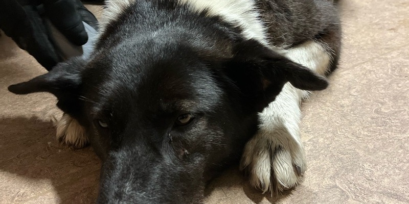 POL-D: Benrath - A59 Richtung Düsseldorf - zwischen Anschlussstelle Benrath und Düsseldorf-Süd - Streifenteam der Autobahnpolizei rettet entlaufene Hündin - Foto: presseportal.de