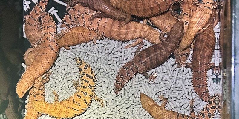 Australische Reptilien wurden von der Polizei beschlagnahmt. - Foto: -/NSW POLICE via AAP/dpa