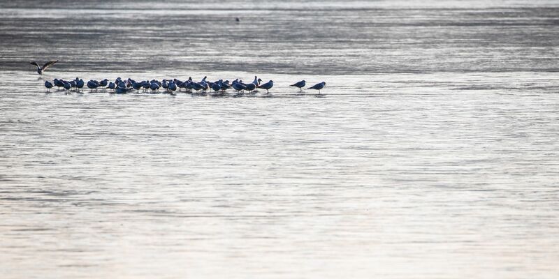 Möwen sitzen auf der dünnen Eisschicht eines Sees. Für Menschen könnte das gefährlich werden. - Foto: Christoph Schmidt/dpa