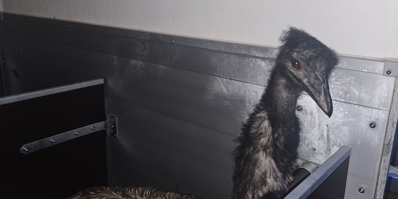 POL-DA: Schaafheim: Wer vermisst seinen Emu? / Freilaufendes Tier durch Straußenfarm in Obhut genommen - Foto: presseportal.de