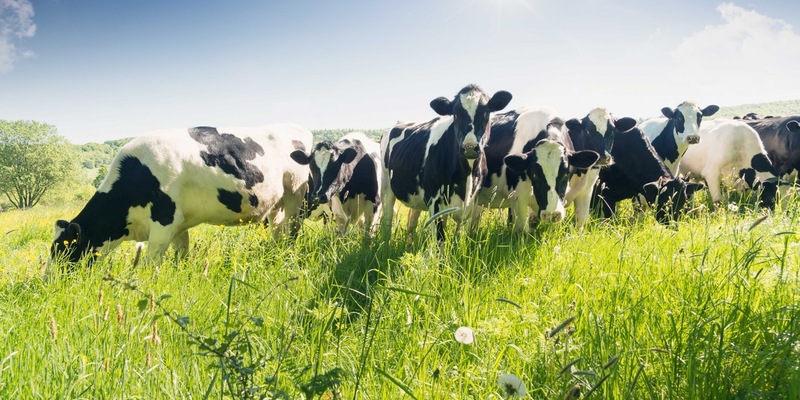 Gemeinsam für die Tiergesundheit - Foto: presseportal.de