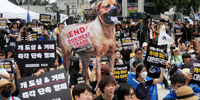Tierschützer veranstalten eine Kundgebung gegen die traditionelle Kultur des Verzehrs von Hundefleisch in Südkorea. - Foto: Ahn Young-joon/AP