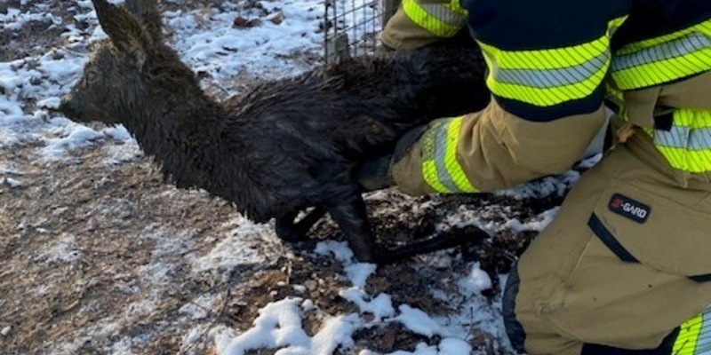 FW Stuttgart: Feuerwehr rettet Reh aus Wassergrube - Foto: presseportal.de