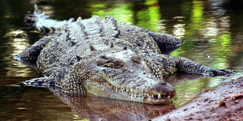 Krokodile sind keine Romantiker? Eine Studie der australischen University of the Sunshine Coast, die sich mit den Ausdrucksweisen und der «Sprache der Liebe» der Reptilien befasst, räumt mit Vorurteilen auf. - Foto: epa/dpa