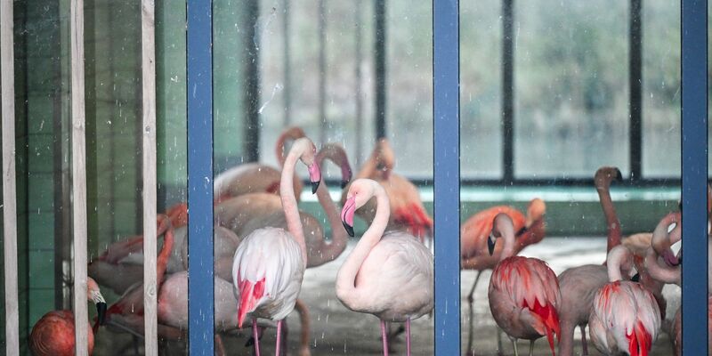 Die Flamingos im Zoo Berlin sind während der aktuellen Minusgrade in einem Stall untergebracht. Mit ihren grazilen Beinen könnten sich die Tiere an scharfkantigem Eis Verletzungen zuziehen oder ausrutschen. - Foto: Jens Kalaene/dpa