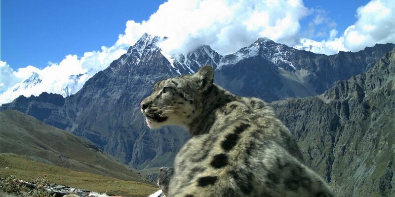 Nach Angaben der Umweltstiftung WWF gibt es noch rund 4200 bis 6400 Schneeleoparden, die im Hochgebirge Zentralasiens und des Himalayas in Freiheit leben. - Foto: Madhu Chetri/dpa
