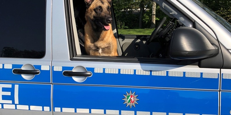 POL-E: Essen: Diensthund Krabat ertappt Katalysatordiebe auf frischer Tat - Foto: presseportal.de