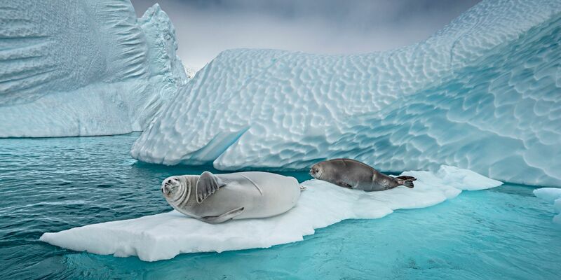 Forschern zufolge ist der Vogelgrippe-Erreger bei See-Elefanten und Seebären festgestellt worden. - Foto: Cristina Mittermeier/-/dpa