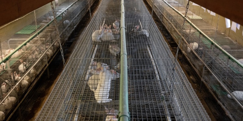 Amtsgericht Aalen erlässt Strafbefehle gegen zwei Mitarbeiter der größten Kaninchenzucht Deutschlands, Dr. Zimmermann GbR, wegen Tierquälerei - ANINOVA deckte illegale Tötung von Kaninchen auf - Foto: presseportal.de