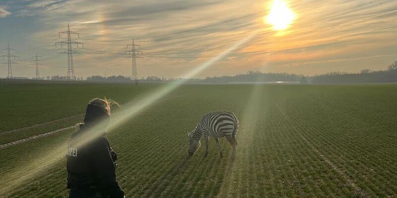 Friedlich grast das Zebra auf einem Feld in Ober-Erlenbach (Hochtaunuskreis). - Foto: -/Polizeipräsidium Mittelhessen/dpa