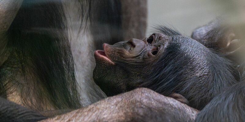 Kurz vor Weihnachten kam das Bonobo-Baby, das noch keinen Namen trägt, zur Welt. - Foto: Lisa-Marie Grimmer/Wilhelma/dpa