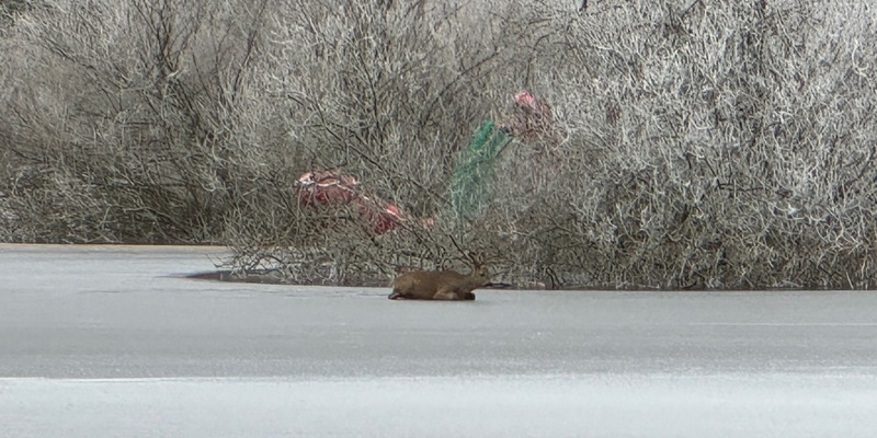 FW Lüchow-Dannenberg: +++Feuerwehr rettet Reh von Eisfläche+++Appell an die Bevölkerung: lassen Sie Wildtiere in Ruhe+++ - Foto: presseportal.de