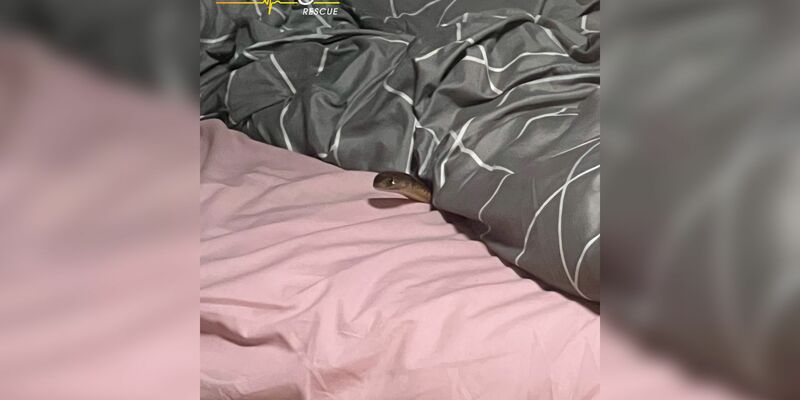 Die Östliche Braunschlange ist eine der der giftigsten Schlangen der Welt. - Foto: Racq Life Flight/RACQ LIFE FLIGHT/AAP/dpa