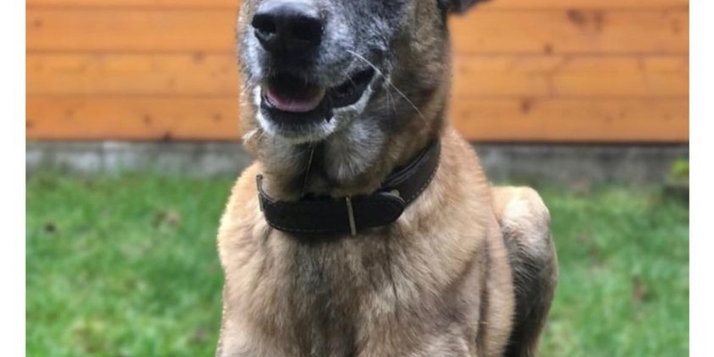 POL-EU: Diensthund Odin geht in Rente - Foto: presseportal.de