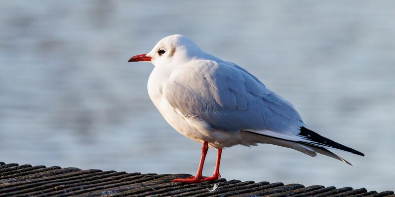 Der Ruf der Lachmöwe (Chroicocephalus ridibundus) klingt wie Gelächter, daher auch der Name. - Foto: Daniel Karmann/dpa