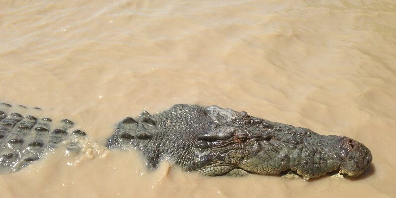 Ein Krokodil hat im Norden von Australien ein Kind attackiert. - Foto: Neda Vanovac/AAP/EPA/dpa