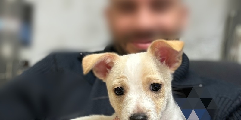 POL-PPRP: Welpe gefunden - Foto: presseportal.de