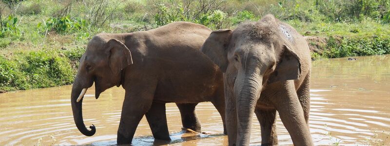 Elefanten werden in vielen Ländern als heilig verehrt. - Foto: Carola Frentzen/dpa
