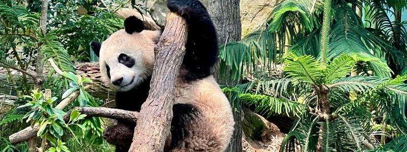 Der Panda «Le Le» muss zurück nach China fliegen. - Foto: Carola Frentzen/dpa