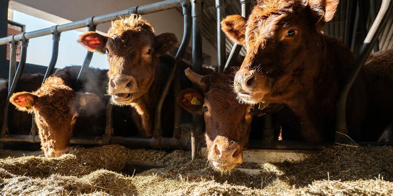 Im vergangenen Jahr gab es 255.000 Bauernhöfe in Deutschland (Symbolbild). - Foto: Silas Stein/dpa