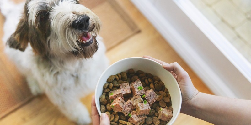 Willkommen im Familien-Rudel: So gelingt die Eingewöhnung von Hunden - Foto: presseportal.de