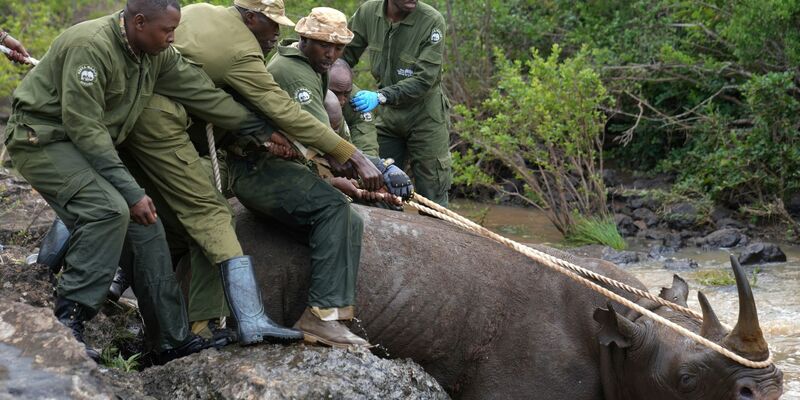Ranger des Kenya Wildlife Service und ein Fangteam ziehen ein betäubtes Spitzmaulnashorn aus dem Wasser im Nairobi-Nationalpark. - Foto: Brian Inganga/AP/dpa