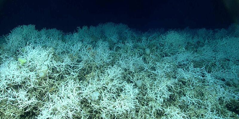 Dichte Felder von Lophelia pertusa, einer riffbildenden Koralle, sind auf den Hügeln des Blake-Plateaus zu finden. - Foto: NOAA Ocean Exploration, Windows to the Deep 2019/dpa