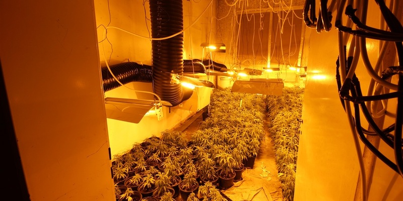 POL-NE: Mehr als 1000 Cannabispflanzen in Halle sichergestellt - Foto: presseportal.de