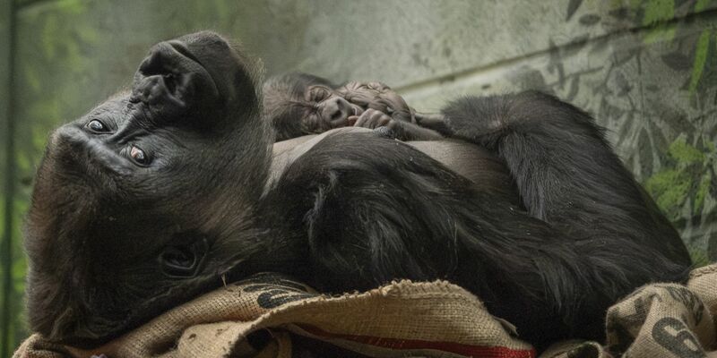 Fast schon sportlich präsentiert sich das winzige Gorilla-Baby mit seiner Mama. - Foto: Zsl/PA Media/dpa