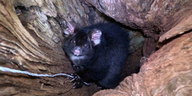 «Greater Gliders» gehören zu den am stärksten bedrohten Säugetieren der Welt. - Foto: Ana Gracanin/dpa