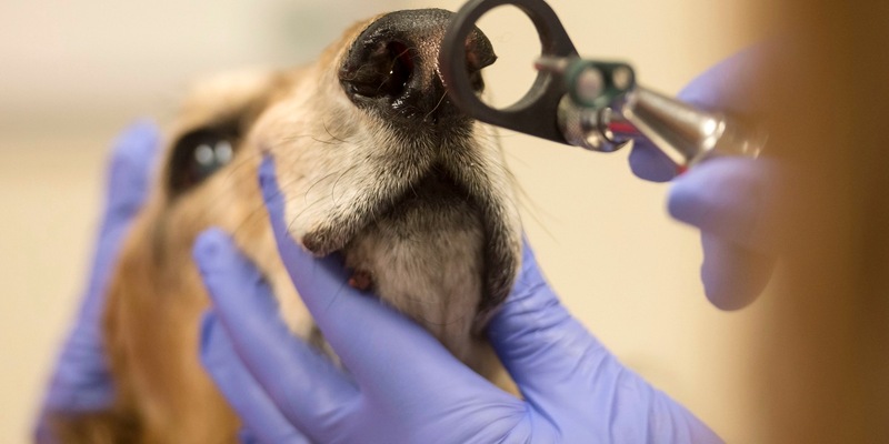 Tierkrankenversicherung: Gesunde Vierbeiner sind (un-)bezahlbar - Foto: presseportal.de