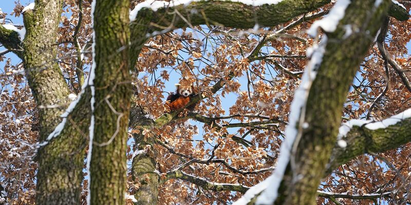 Mit Weitblick: Panda Barney sitzt hoch oben im Baum. - Foto: Feuerwehr Köln/dpa