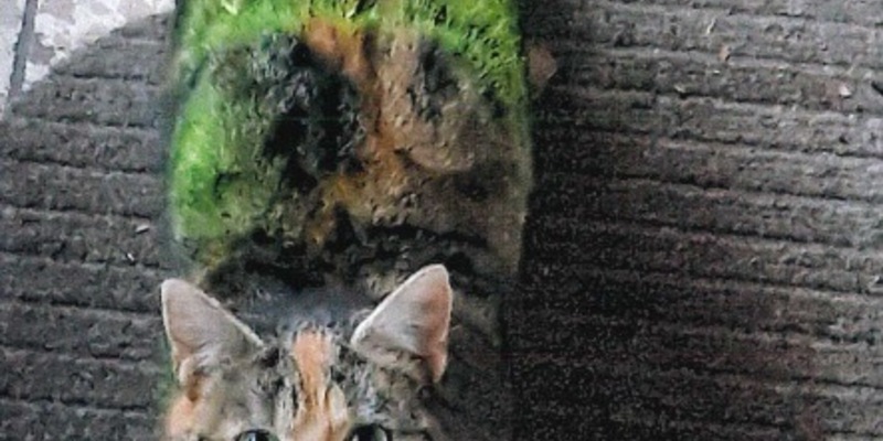 LPI-NDH: Zeugenaufruf: Katzen im Visier von Tierquälern - Mehrere Verstöße gegen das Tierschutzgesetz in Westgreußen festgestellt. Die Polizei ermittelt. - Foto: presseportal.de