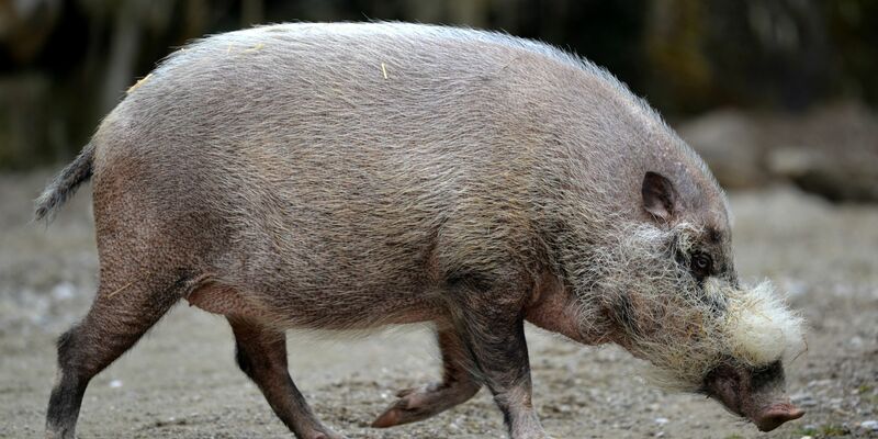 Die Pandemie habe gravierende Auswirkungen nicht nur auf Tiere, warnen Experten. - Foto: Frank Leonhardt/dpa