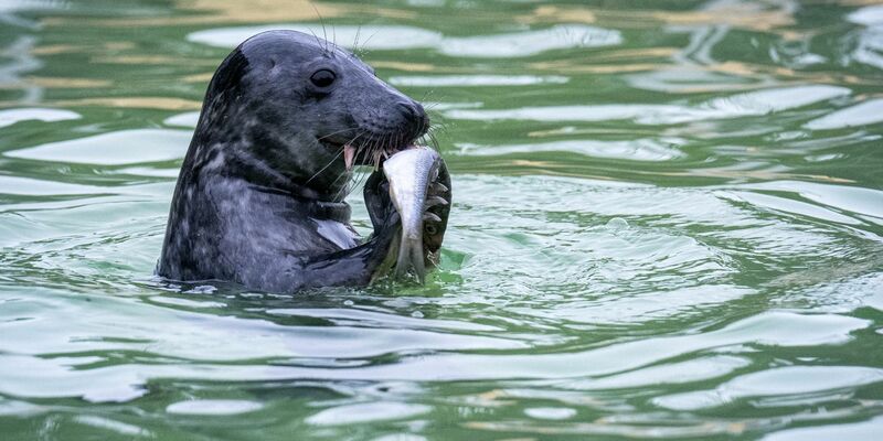 Die Seehundstationen in Niedersachsen und Schleswig-Holstein nehmen Jungtiere in ihre Obhut. - Foto: Sina Schuldt/dpa