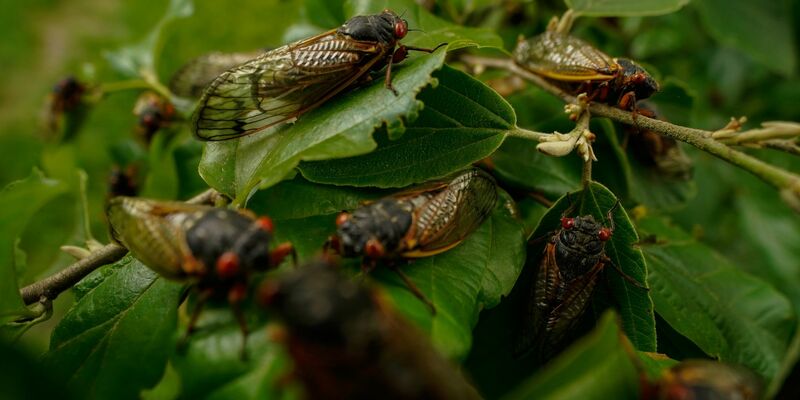 Wenige Tage nach dem Schlüpfen beginnen männliche Zikaden, bis zu 90 Dezibel laute Knattergeräusche zu erzeugen. - Foto: Carolyn Kaster/AP/dpa