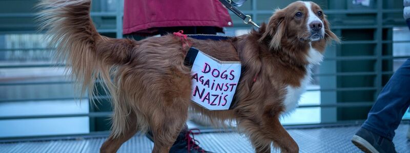 Ein Hund trägt bei der Demonstration in Berlin ein Plakat mit der Aufschrift «Dogs against Nazis». - Foto: Kay Nietfeld/dpa