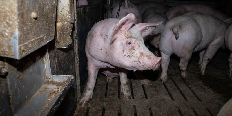 Nach Aufdeckung von Tierquälerei: Amtsgericht Hameln verurteilt skrupellosen Schweinemäster zu hoher Geldstrafe & Vorstrafe - Veterinäramt spricht Tierhalteverbot aus - Foto: presseportal.de