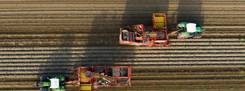 Werden sie mal Pommes, Püree oder Chips? Ein Landwirt hält frisch geerntete Kartoffeln der Sorte Lea in den Händen. (Foto: Archiv) - Foto: Philipp Schulze/dpa