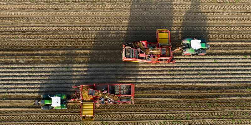 Landwirte ernten mit Rodern Kartoffeln auf einem Feld. - Foto: Philipp Schulze/dpa