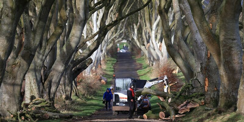 Aufräumarbeiten in der der «Dark Hedges» genannten Straße. - Foto: Liam Mcburney/PA Wire/dpa