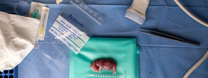 Thomas Hildebrandt (IZW) hält den durch künstliche Befruchtung erzeugten Embryo eines südlichen Breitmaulnashorns in seiner Hand. - Foto: Jon A. Juarez/Conservation and Research Fund e.V./dpa