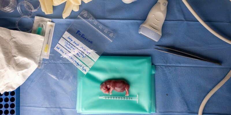 Ein durch künstliche Befruchtung erzeugter Embryo eines südlichen Breitmaulnashorns. - Foto: Jon A. Juarez/Conservation and Research Fund e.V./dpa