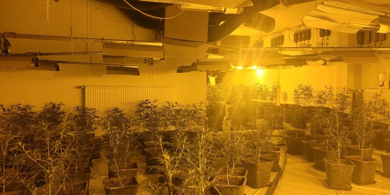 POL-MG: Gemeinsame Presseerklärung der Staatsanwaltschaft Mönchengladbach und der Polizei Mönchengladbach: Durchsuchungen und Festnahmen wegen Verdacht des Handels mit Cannabis - Foto: presseportal.de